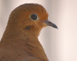 dove closeup